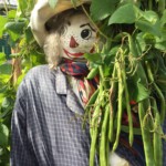 2019-3rd-annual-apple-pressing-and-farmers-feed-families-event_scarecrow